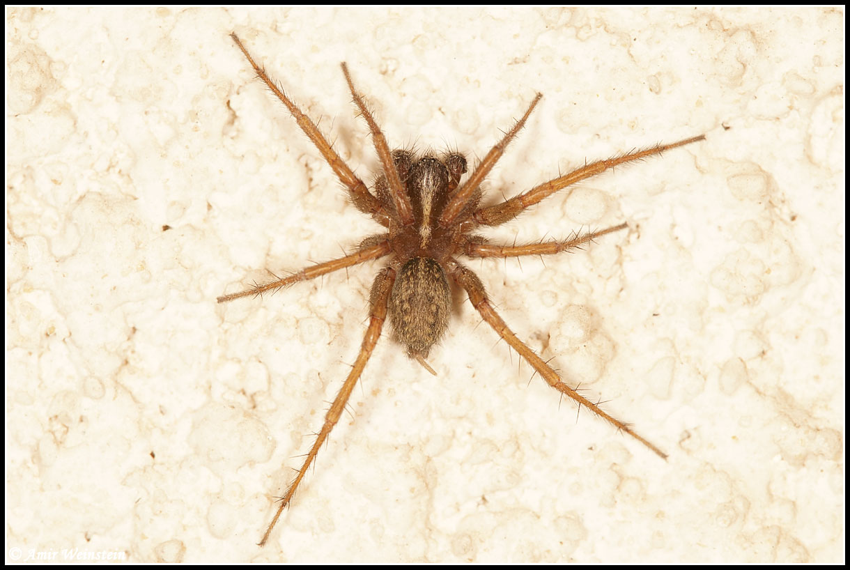 Araneae d''Israele - ID help needed